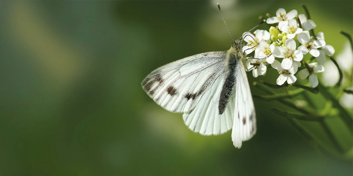 Clever Nature Hand Picked Magazine